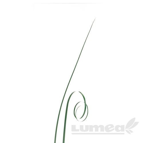 Iarba ursului verde, 50 buc. - Lumea