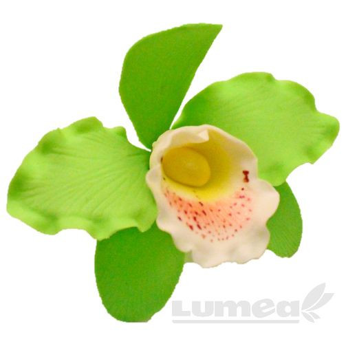 Orhideea cattleya XL vernil din pasta de zahar, L11 cm x l 8 cm, h5 cm, 30g - Lumea