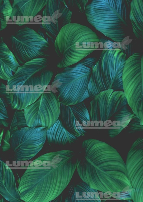 Vafa tort A4 model Frunze Tropicale 2 - Lumea