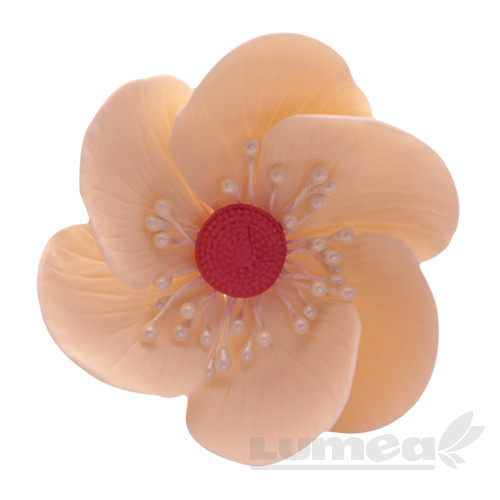 Anemona crem cu pistie alb din pasta de zahar, L5,5 cm x l 4,5 cm x h4,5 cm, 30g - Lumea