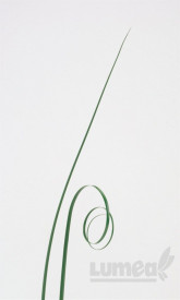 Iarba ursului verde, 50 buc. - Lumea - Img 29