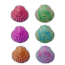 Forma ciocolata scoici - Lumea