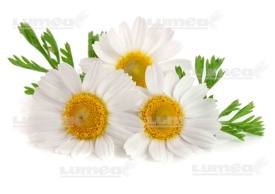 Imagine comestibila tort din Zahar Buchet de Margarete - Lumea