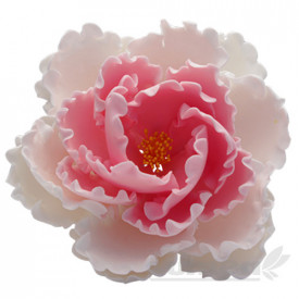 Bujor alb cu roz mare din pasta de zahar, L12 cm x l 12 cm x h6 cm, 100g - Lumea