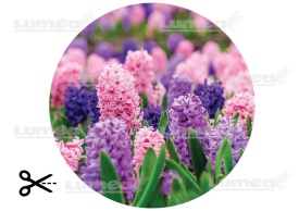 Изображение на Zambila Sugar Cake - The World - Img 3