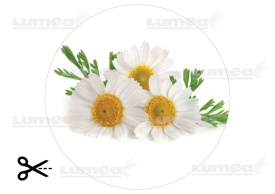 Imagine comestibila tort din Zahar Buchet de Margarete - Lumea - Img 3