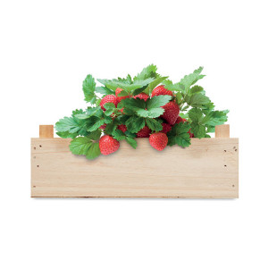 Комплект за отглеждане на ягоди в дървена щайга - Img 5