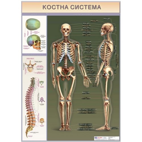 Образователно табло"Костна система"