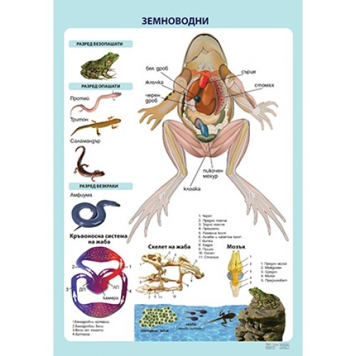 Земноводни - мини табло А4
