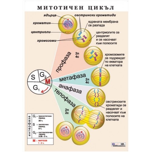 Митотичен цикъл A3
