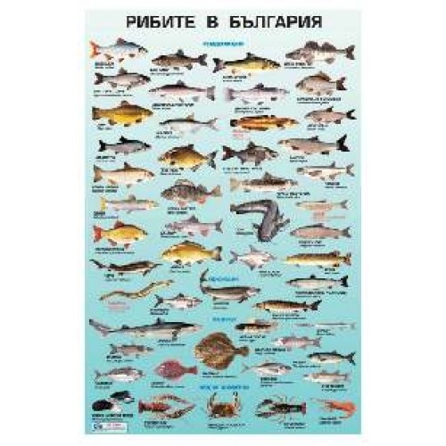 Образователно табло Рибите в България