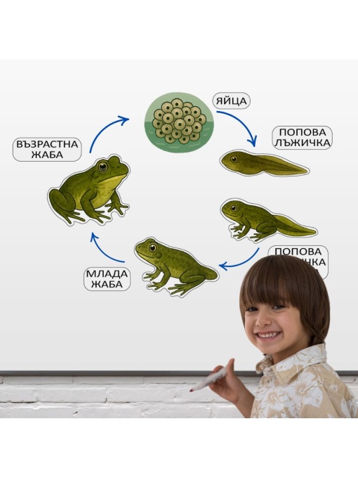 Цикъл на живот на Жабата, магнитен