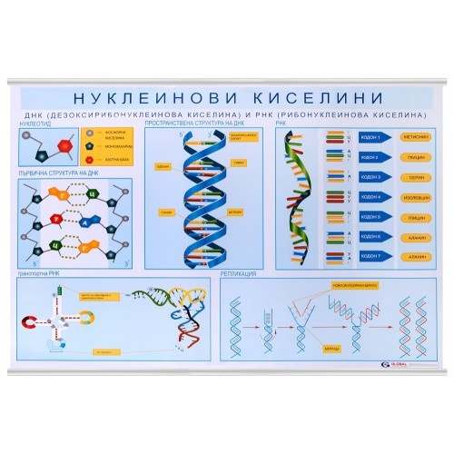 Образователно табло "Нуклеинови киселини"