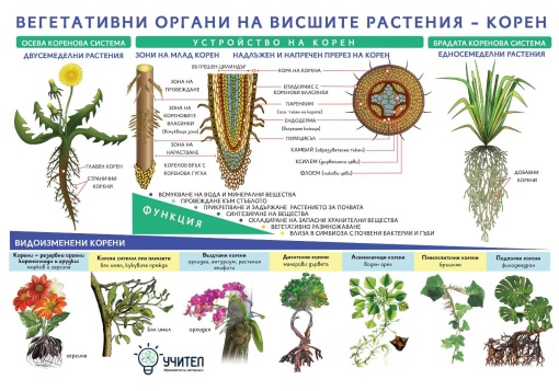 Табло Вегетативни органи на висшите растения - Корен