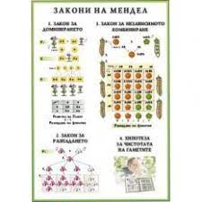 Закони на Мендел А3