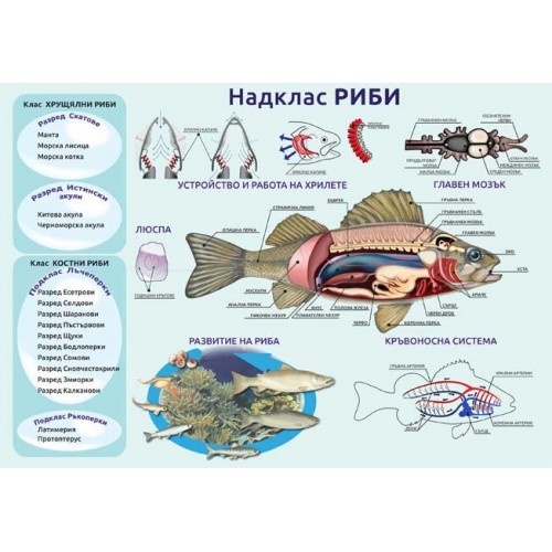 Образователно табло "Надклас Риби"