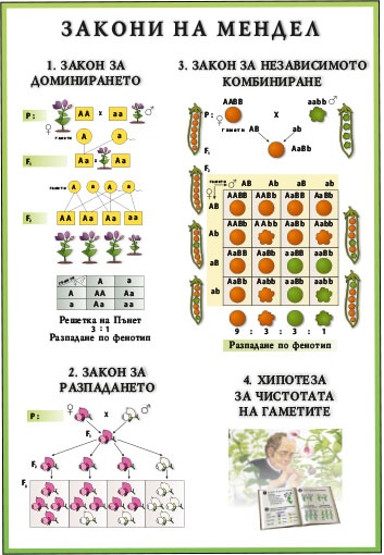 Генетика. Закони на Мендел