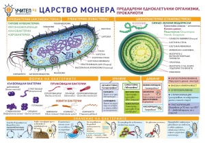 Табло Царство монера