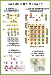 Генетика. Закони на Мендел
