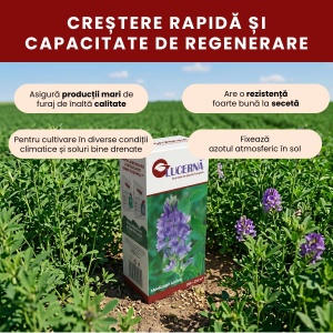 Semințe de Lucernă pentru furaj calitativ, 500 g, Gazonul - Img 2