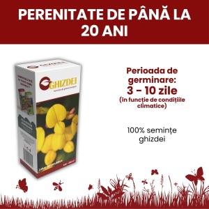 Semințe de Ghizdei pentru zone montane și submontane, 500 g, Gazonul - Img 3