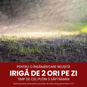 Semințe Gazon Carpați, cu frunză subțire, pentru zone cu umbră, 3 KG, Gazonul - Img 3