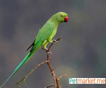 MALI ALEKSANDAR papagaj (zeleni)