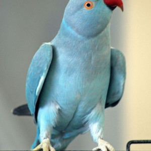 MALI ALEKSANDAR papagaj (plavi)