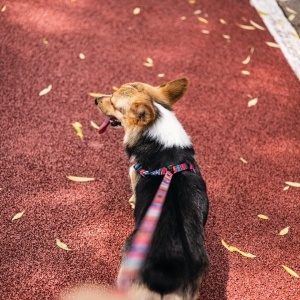 M-PETS 10835799 Povodac za pse URBAN STYLE Jazz Stripes Leash XS 1,2 x 120 cm - Img 2