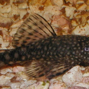 ANCISTRUS ALGAR MALI 1 cistac (ribica)