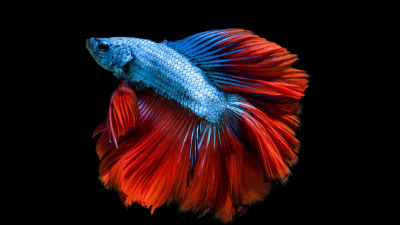 Ce specii de pesti se potrivesc pentru acvariile de dimensiuni mici?