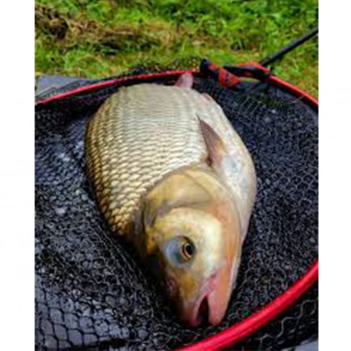 Cap Minciog Nytro Latex Big Fish 40cm 8.5mm