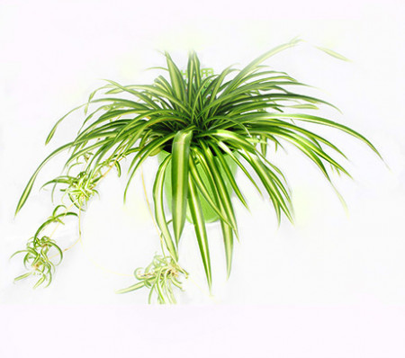 Clorophytum Comosum - planta păianjen