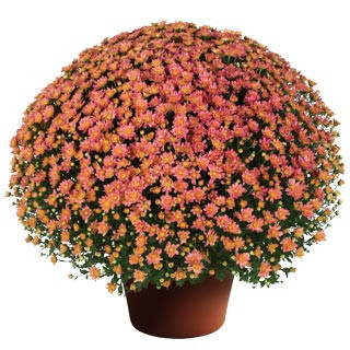 Crizanteme glob - ghiveci de 15 cm