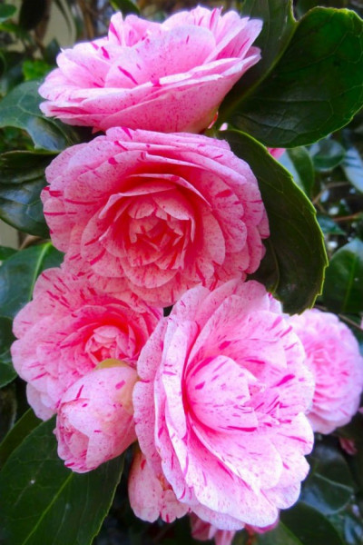 Camellia Japonica - WILLIAM BARTLETT