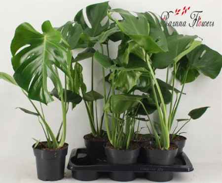 Monstera Delicosa