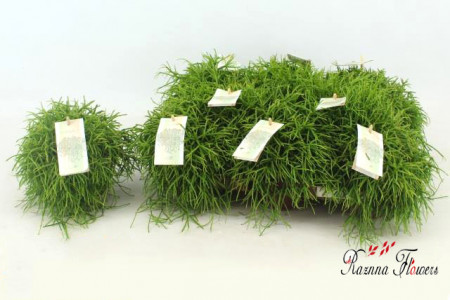 Rhipsalis Cassutha