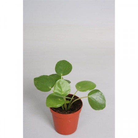 Pilea Peperomioides MINI - Copacul chinezesc pentru bani
