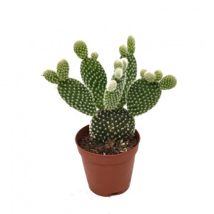 Cactus Opuntia Microdasys - Urechi de Iepure