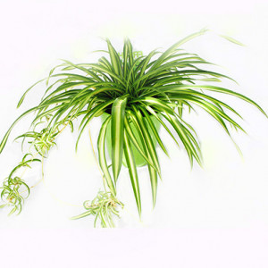 Clorophytum Comosum - planta păianjen