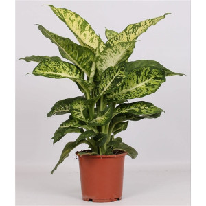 Dieffenbachia Maculata H 70cm