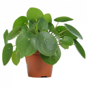Pilea Peperomioides - Copacul chinezesc pentru bani