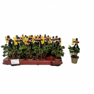 Oxalis Tetraphylla mini - Trifoi norocos