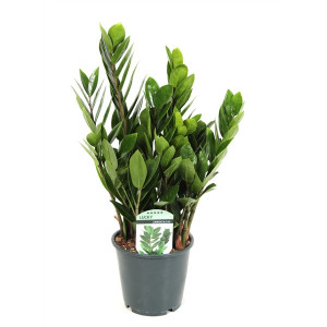Zamioculcas 60 cm