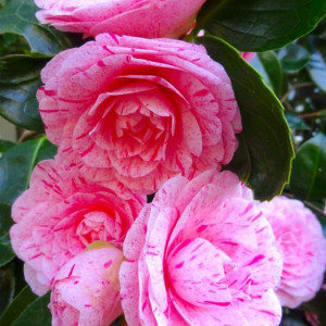 Camellia Japonica - WILLIAM BARTLETT