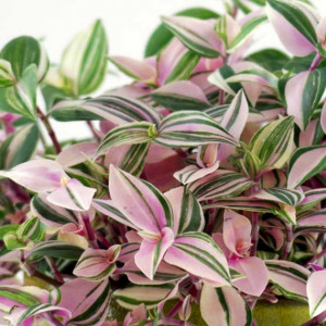 Tradescantia tricolor Mini