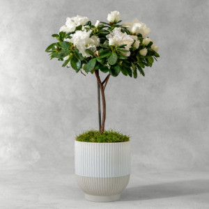 Azalee pe picior H 45cm