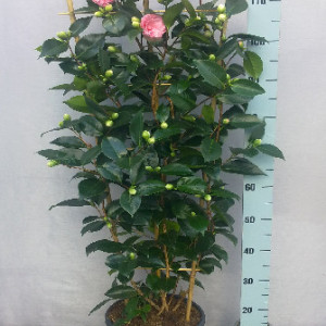 Camellia Japonica - WILLIAM BARTLETT