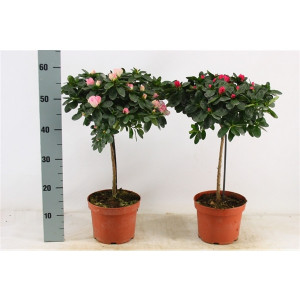 Azalee pe picior H 45cm
