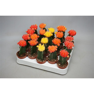 Gymnocalycium